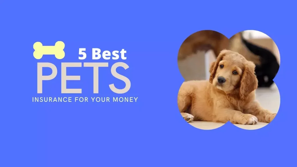 Best Pet Insurance Comparison – Which Pet Insurance Providers Are the Best? best pet insurance