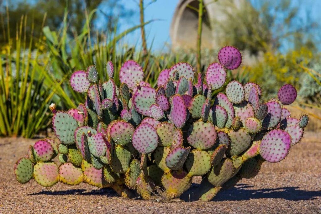 The Ultimate Guide to Buying Cactus Cactus