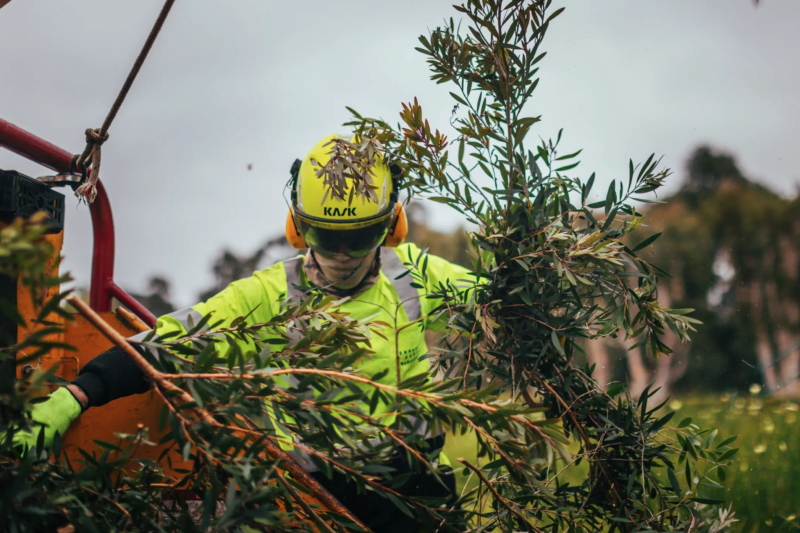 Tree Services: Essential Care for Safe, Healthy, and Beautiful Landscapes