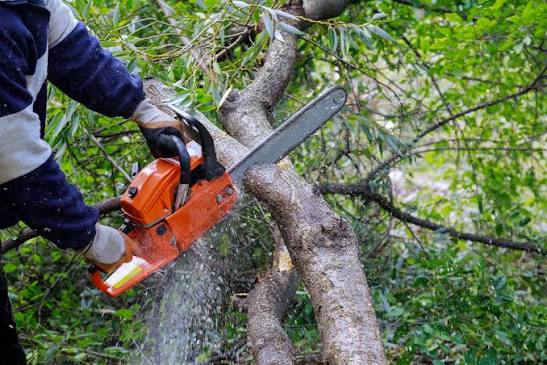 How Seasonal Tree Maintenance Keeps Your Landscape in Good Condition